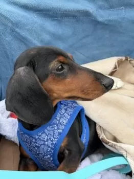 R.K 様のお迎えした子犬