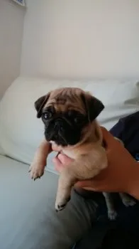 マロンちゃん 様のお迎えした子犬