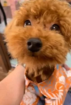 yo.s 様のお迎えした子犬