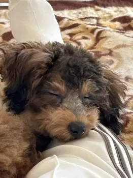 C.M 様のお迎えした子犬