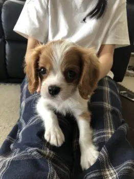 Y.B 様のお迎えした子犬