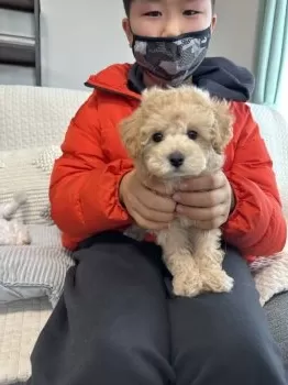 めぐいろまま 様のお迎えした子犬