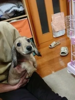 choco 様のお迎えした子犬