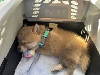 ak 様のお迎えした子犬