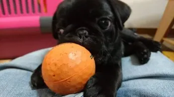 きよこ 様のお迎えした子犬