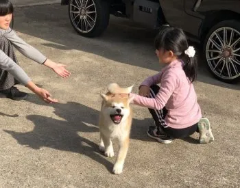 えーたむ 様のお迎えした子犬