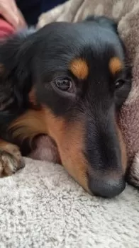 Y.N 様のお迎えした子犬
