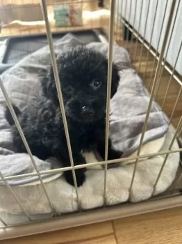 Ofamily 様のお迎えした子犬