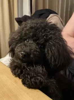 やま 様のお迎えした子犬