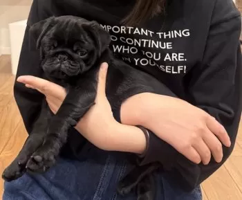K.K 様のお迎えした子犬
