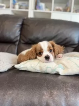 S.K 様のお迎えした子犬