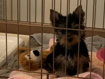 LUZY 様のお迎えした子犬