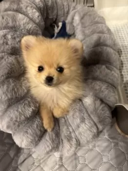 わかめ 様のお迎えした子犬