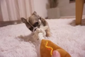 モンヒ 様のお迎えした子犬