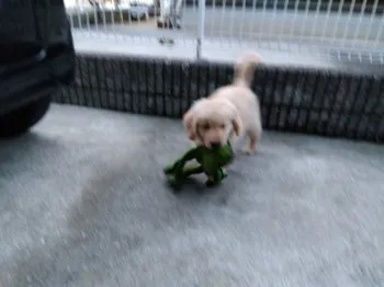 パパゴン 様のお迎えした子犬