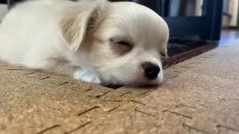 K.T 様のお迎えした子犬