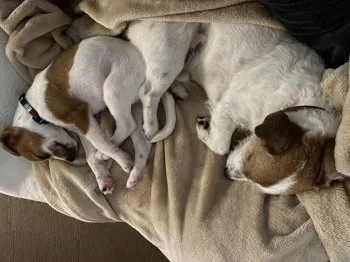 ロキ 様のお迎えした子犬