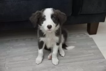 M.N 様のお迎えした子犬