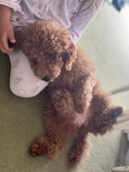 Indy 様のお迎えした子犬