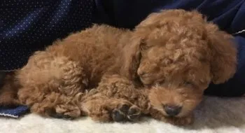ふく 様のお迎えした子犬