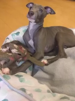 say 様のお迎えした子犬