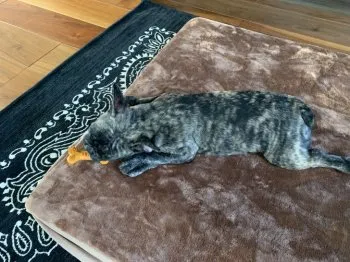 D.S 様のお迎えした子犬