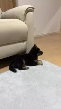 坦々たぬき 様のお迎えした子犬