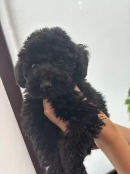 G.H 様のお迎えした子犬