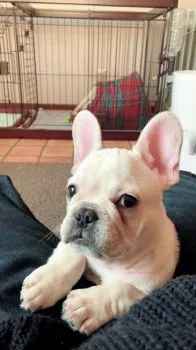 はる 様のお迎えした子犬