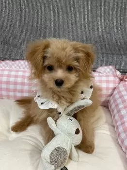 cacao 様のお迎えした子犬