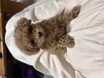 ララランド 様のお迎えした子犬