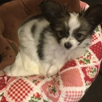 あみ 様のお迎えした子犬