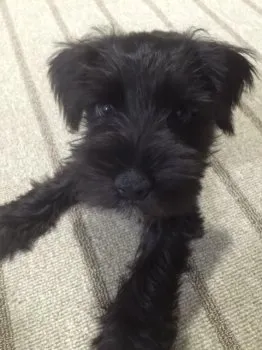 アロハス 様のお迎えした子犬