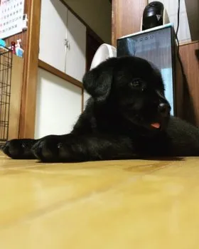 K.S 様のお迎えした子犬