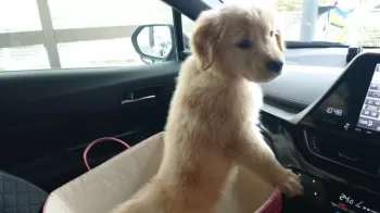 A.A 様のお迎えした子犬