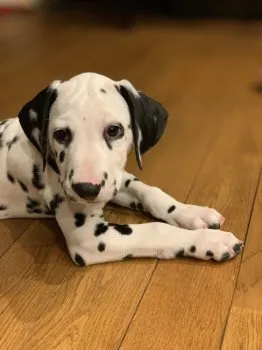サーベロ 様のお迎えした子犬