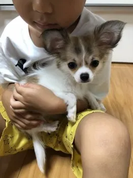 F.U 様のお迎えした子犬