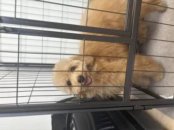 E.Y 様のお迎えした子犬