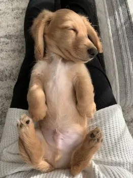 nanako 様のお迎えした子犬