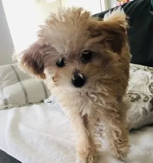 つぶママ 様のお迎えした子犬