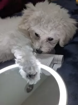 ui_haha 様のお迎えした子犬