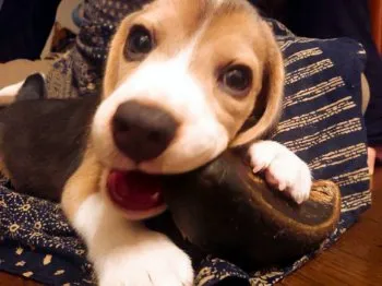 相原 様のお迎えした子犬