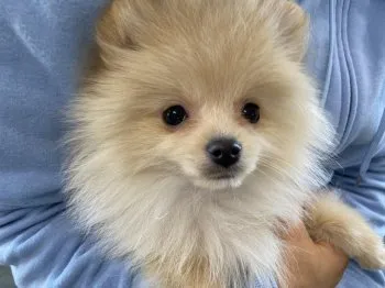 みさ 様のお迎えした子犬