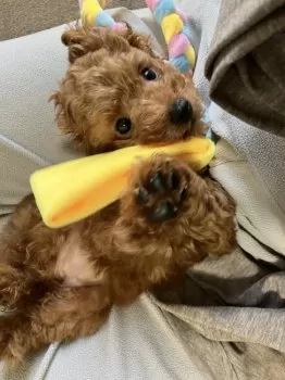 A.T 様のお迎えした子犬