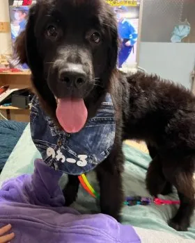 つきてつ 様のお迎えした子犬