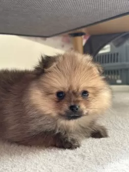 R.K 様のお迎えした子犬