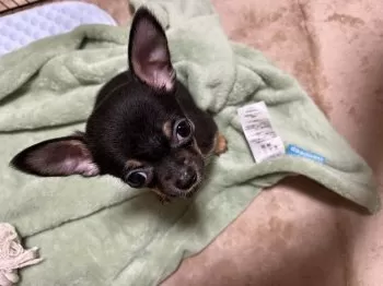 A.T 様のお迎えした子犬
