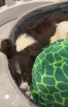 K.Ｉ 様のお迎えした子犬