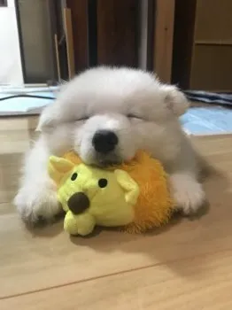 S.Y 様のお迎えした子犬