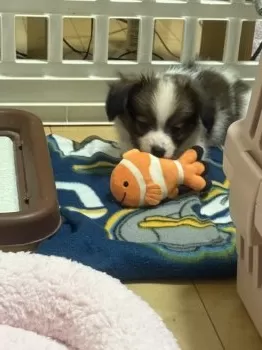 こたコーナー 様のお迎えした子犬